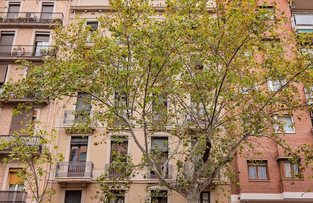 Sweett - Urgell Eixample-1